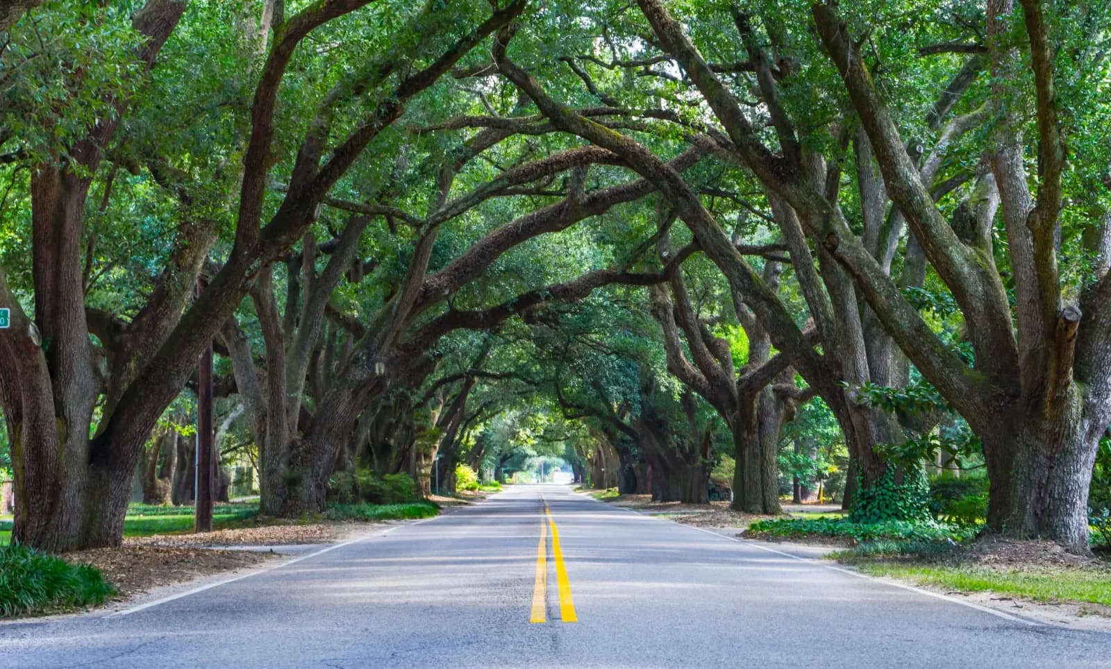 Oak tree-lined road in Baton Rouge